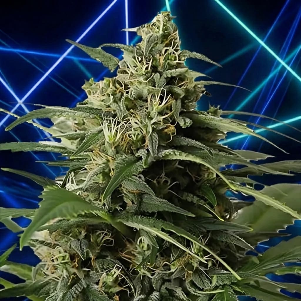 Monsterbud Seeds
