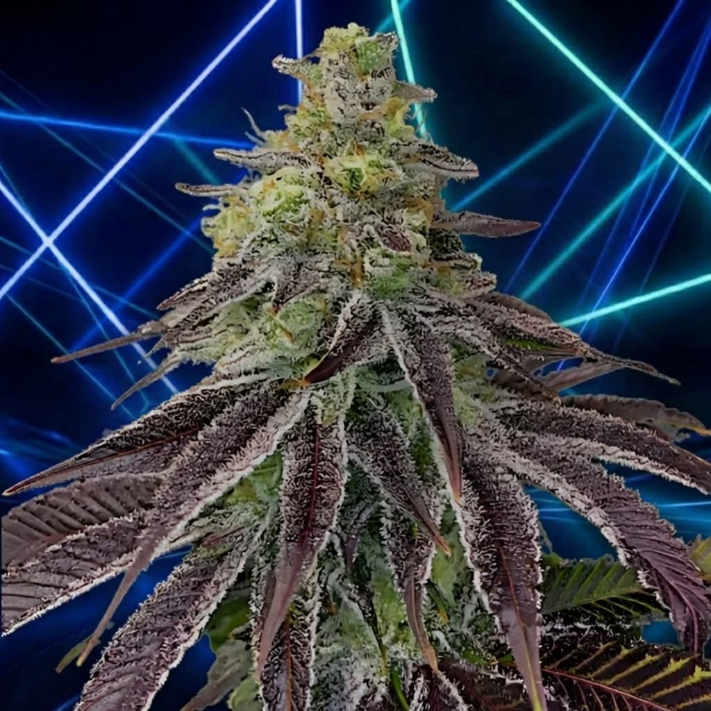 White Fire OG Seeds